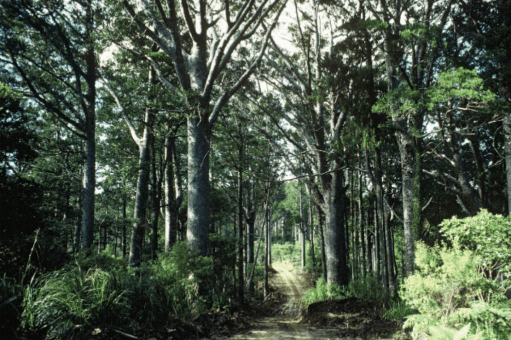 10 Things to Do in Northland in Summer